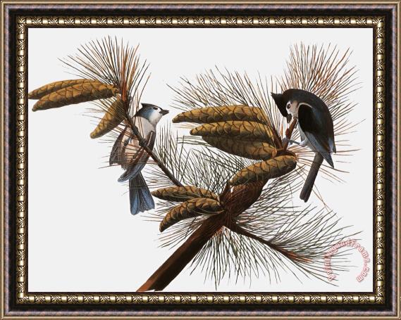 Others Audubon: Titmouse Framed Print