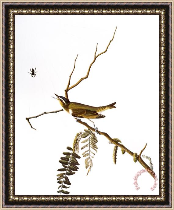 Others Audubon: Vireo, (1827-38) Framed Print