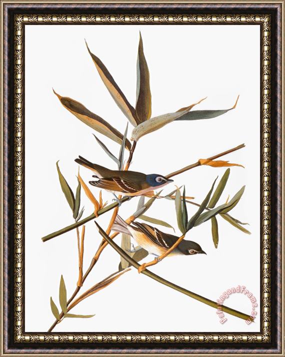 Others Audubon: Vireo Framed Print