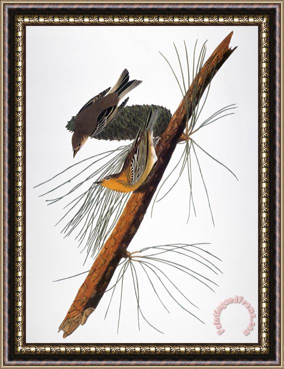 Others Audubon: Warbler, (1827-1838) Framed Painting