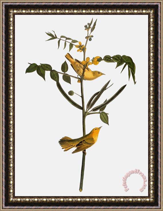 Others Audubon: Warbler, 1827-38 Framed Painting