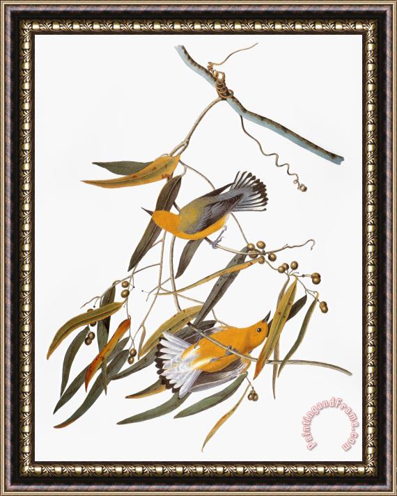 Others Audubon: Warbler Framed Painting