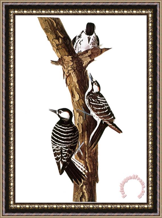 Others Audubon: Woodpecker Framed Painting