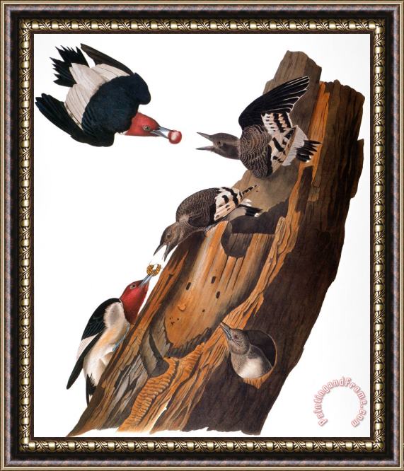 Others Audubon: Woodpecker Framed Painting