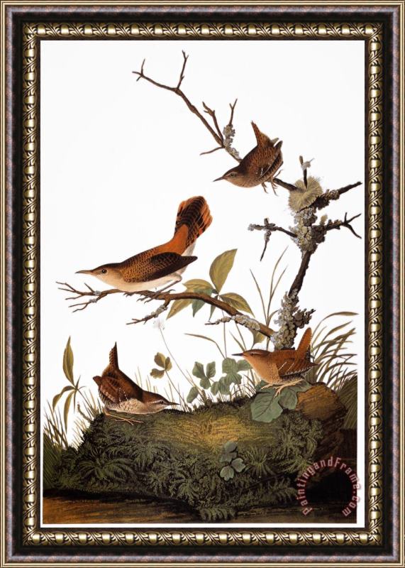 Others Audubon: Wren Framed Painting