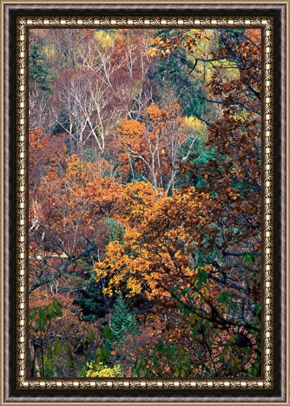 Others Autumn Framed Painting