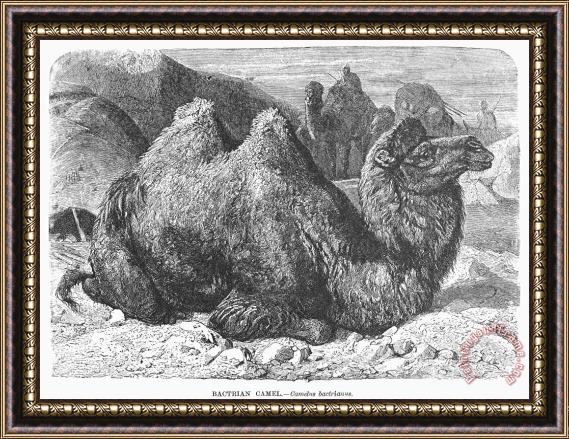 Others Bactrian Camel Framed Print