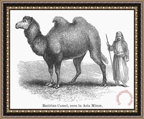 Others Bactrian Camel Framed Print