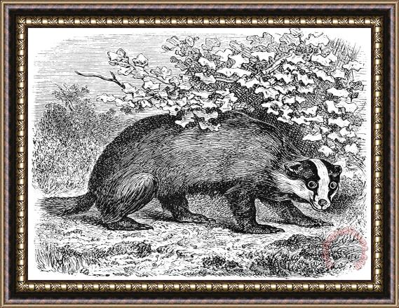 Others Badger Framed Painting