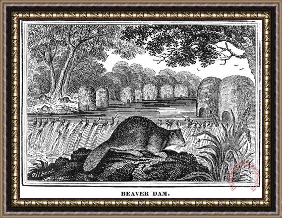 Others Beaver Framed Painting