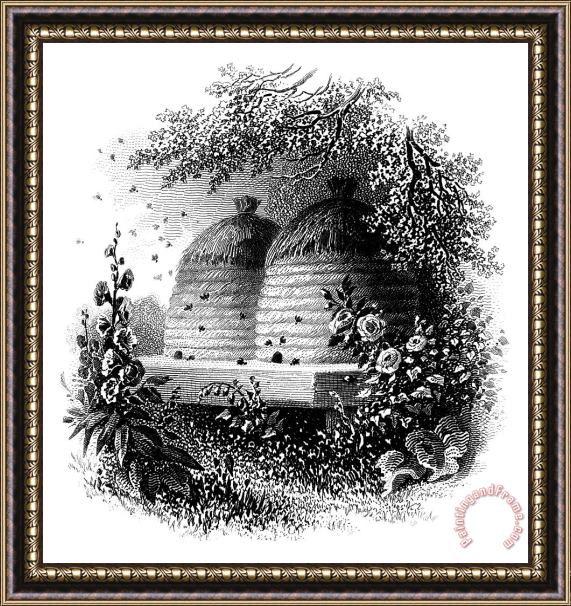 Others Beehive Framed Print