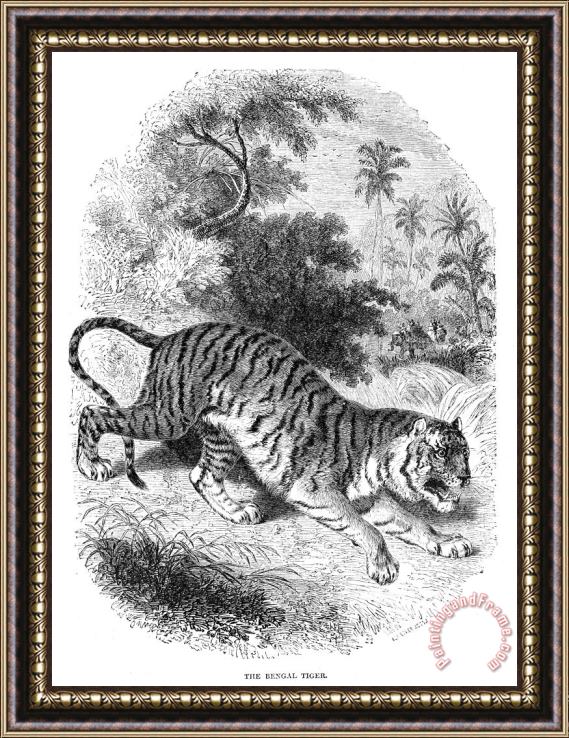 Others Bengal Tiger Framed Painting