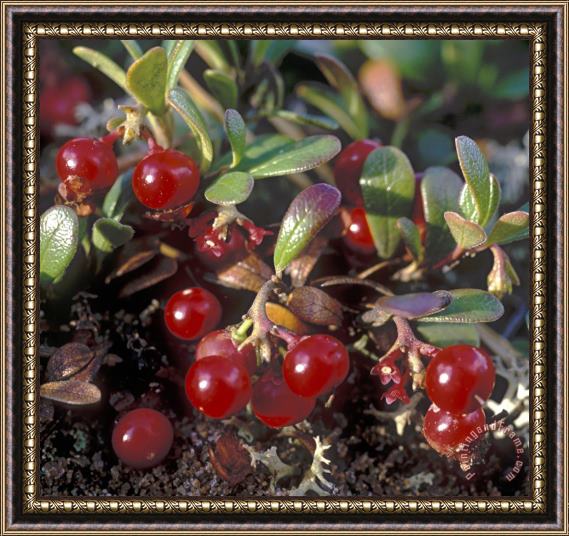 Others Berries Framed Print