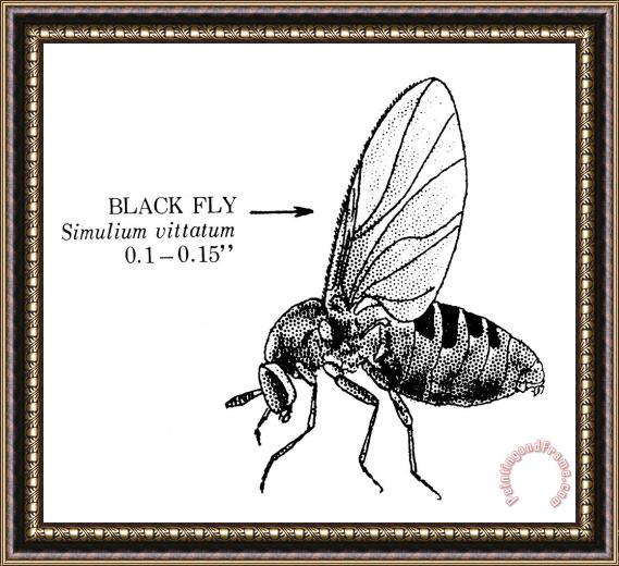 Others Black Fly Framed Painting