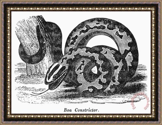 Others Boa Constrictor Framed Print
