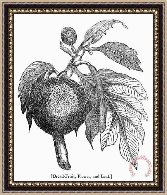 Others Botany: Breadfruit Tree Framed Print
