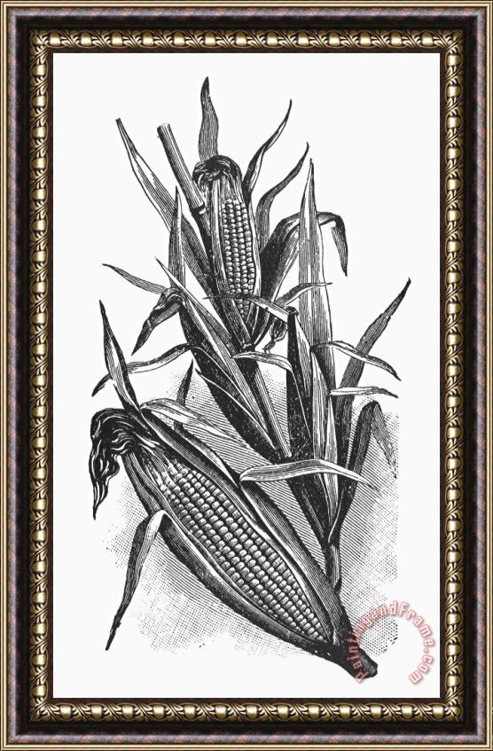 Others Botany: Corn Framed Print
