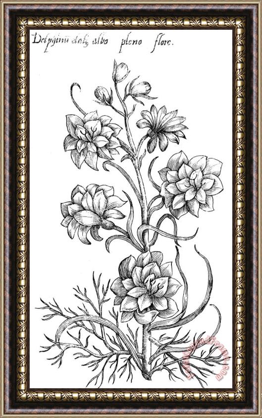 Others Botany: Larkspur, 1612 Framed Print