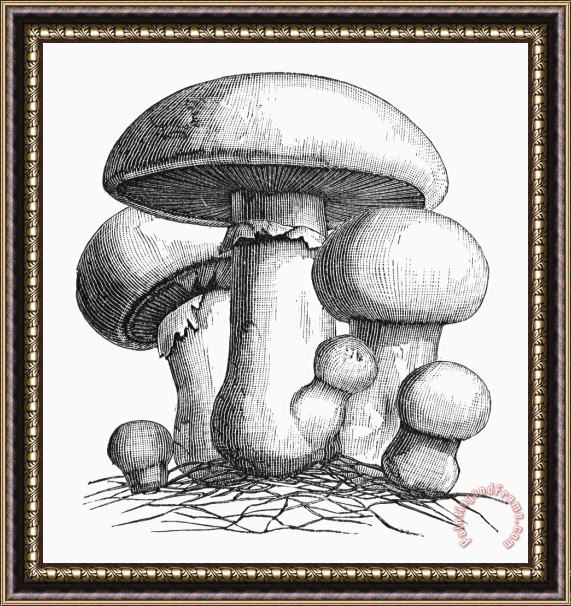 Others Botany: Mushroom Framed Painting