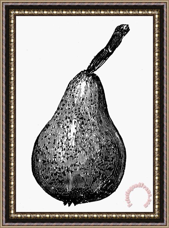 Others Botany: Pear Framed Print