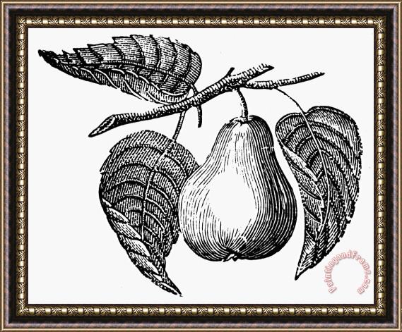 Others Botany: Pear Framed Painting