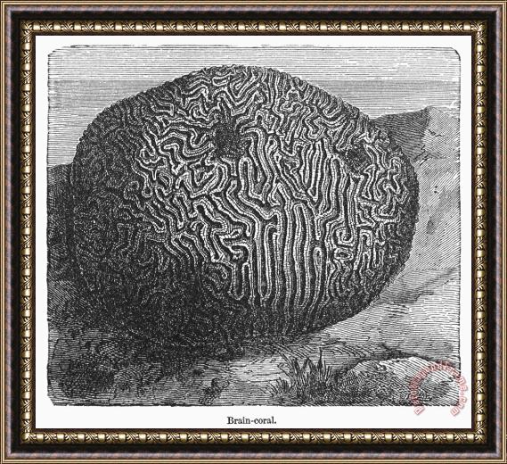 Others Brain Coral Framed Painting