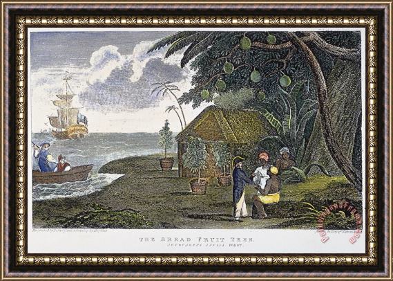 Others Breadfruit Tree, 1823 Framed Painting