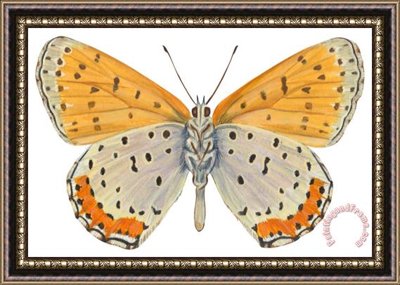 Others Bronze Copper Butterfly Framed Painting