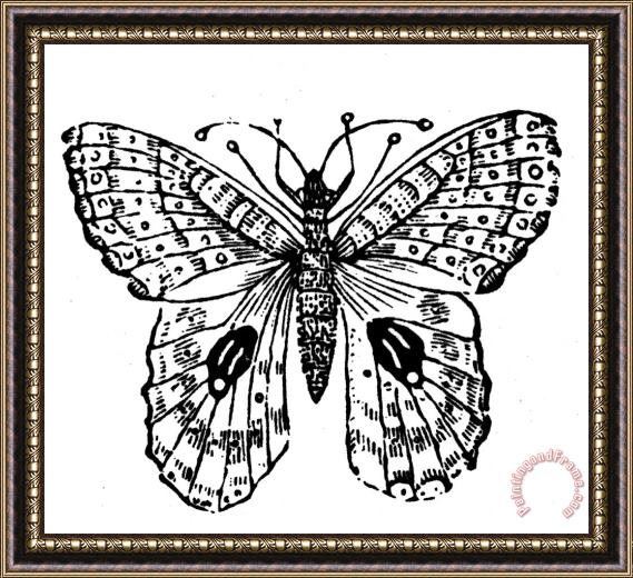 Others Butterfly Framed Painting