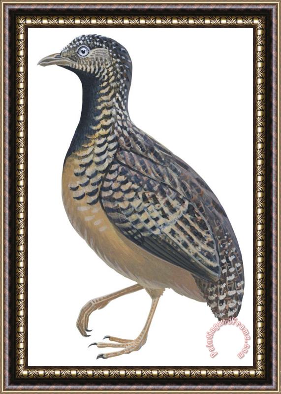 Others Button Quail Framed Painting