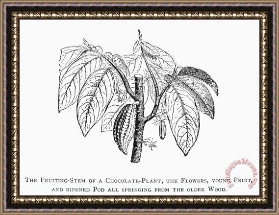 Others Cacao Tree Framed Painting