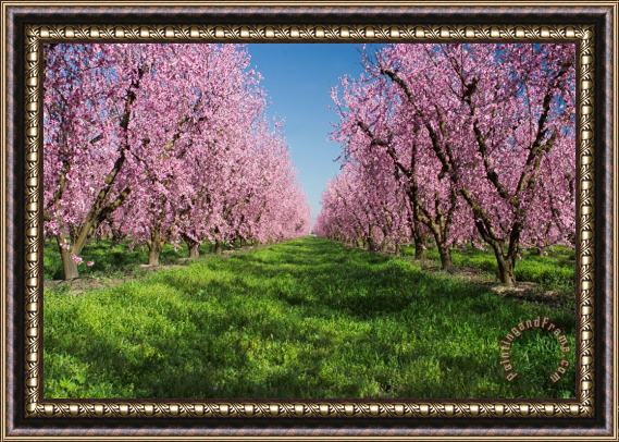Others California Peach Tree Orchard Framed Painting