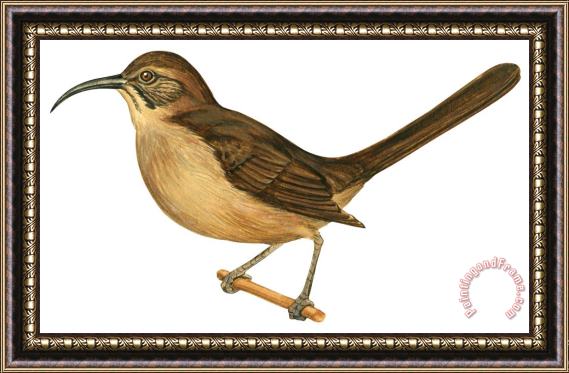 Others California Thrasher Framed Painting