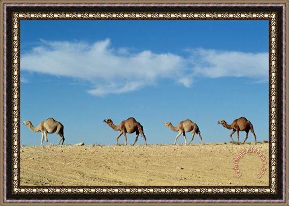Others Camel Train Framed Print