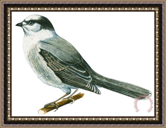 Others Canada Jay Framed Painting