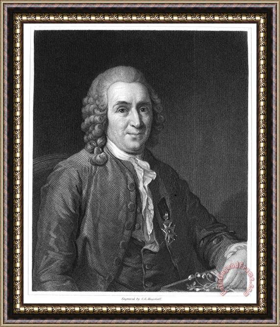 Others Carolus Linnaeus (1707-1778) Framed Painting