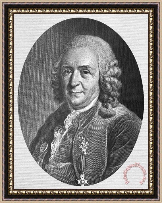 Others Carolus Linnaeus Framed Painting