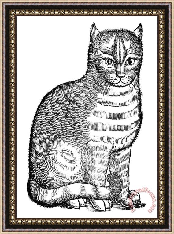 Others CAT Framed Painting