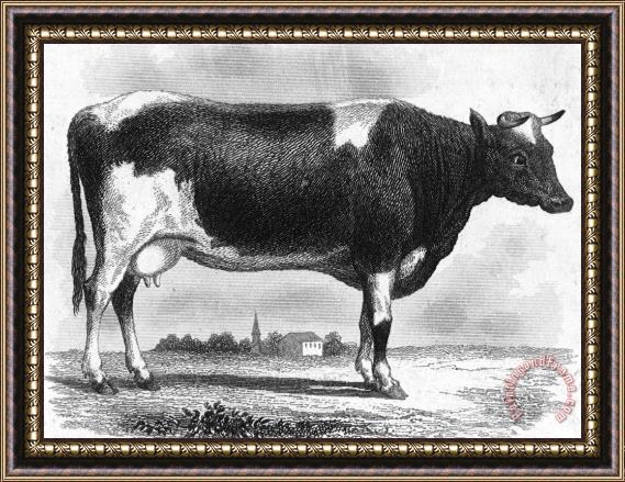 Others CATTLE, 19th CENTURY Framed Painting