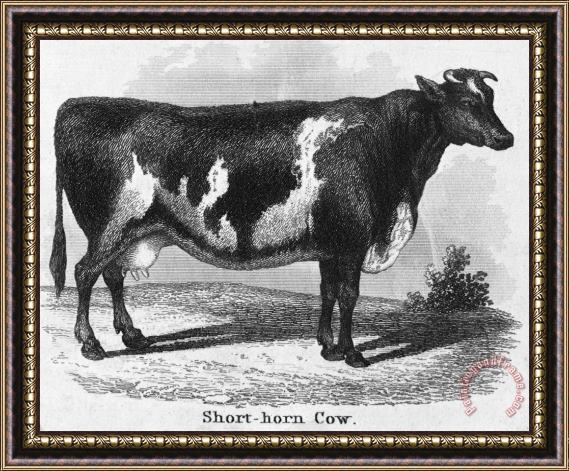 Others CATTLE, 19th CENTURY Framed Print