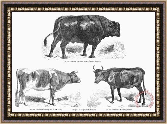 Others Cattle Breeds, 1856 Framed Painting