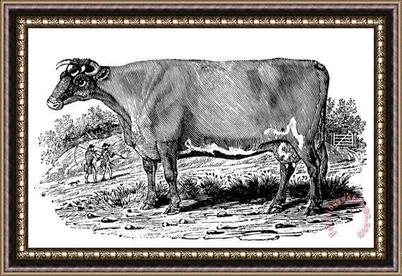 Others Cattle Framed Painting