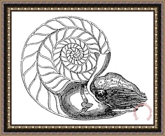 Others Chambered Nautilus Framed Painting