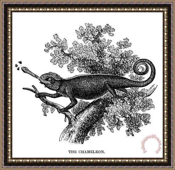 Others Chameleon Framed Print