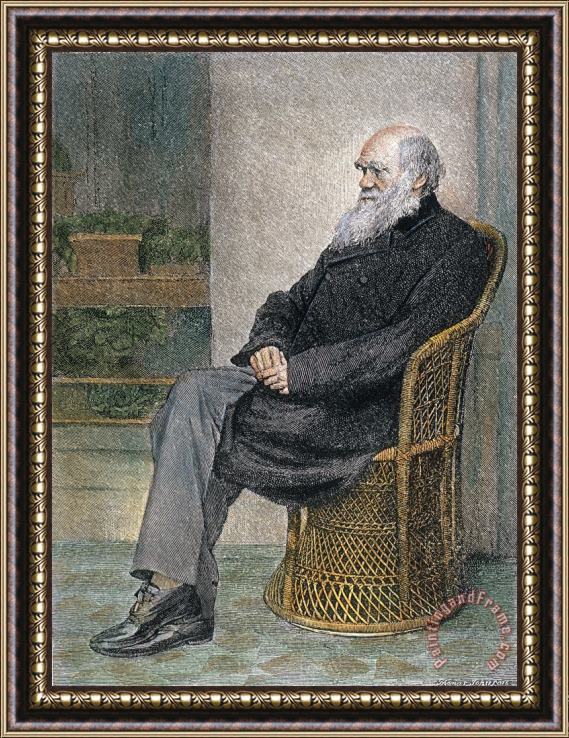 Others Charles Darwin (1809-1882) Framed Painting