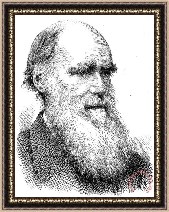 Others Charles Robert Darwin Framed Print