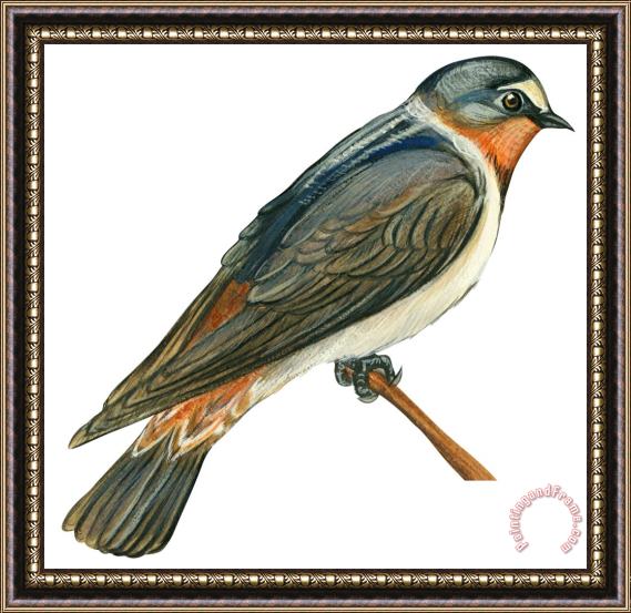 Others Cliff Swallow Framed Print