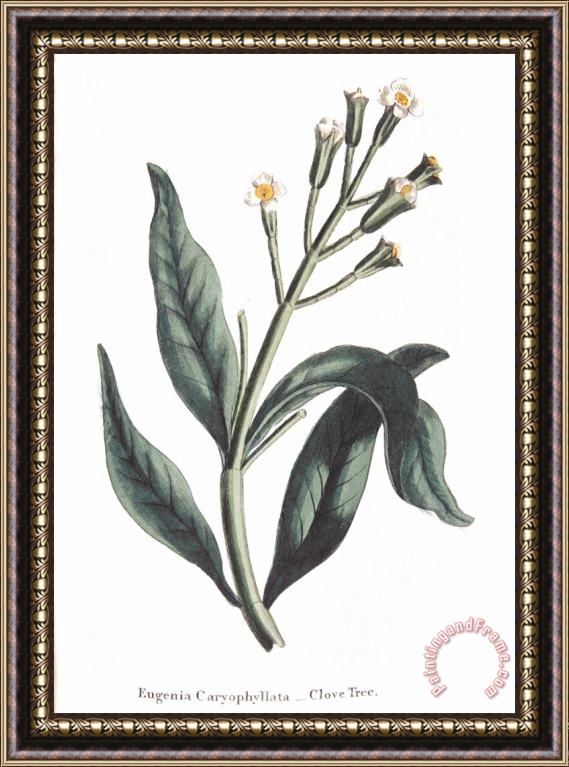 Others Clove Eugenia Aromatica Framed Print