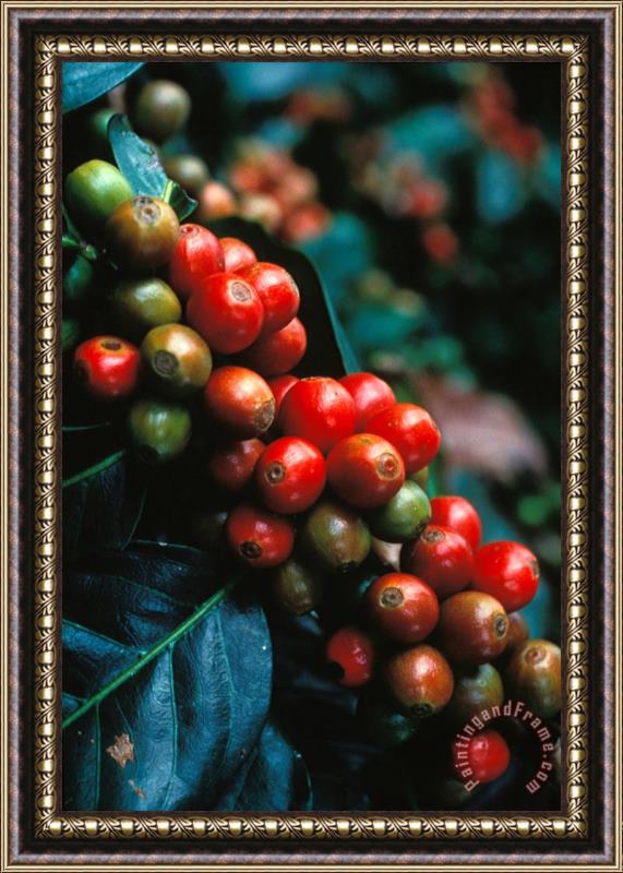 Others Coffee Plant Framed Print