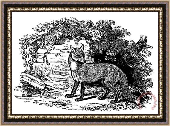Others Common Fox Framed Print